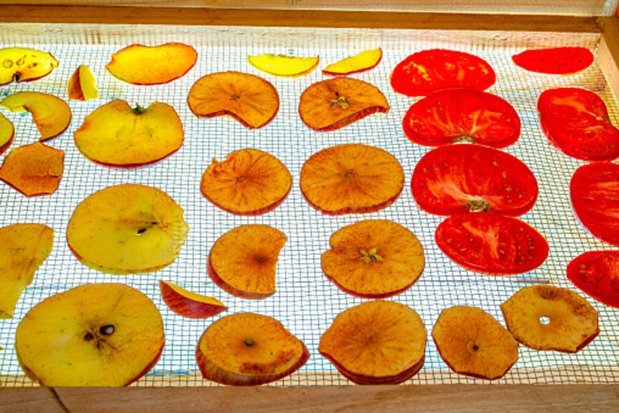 Fruit slices being dehydrated