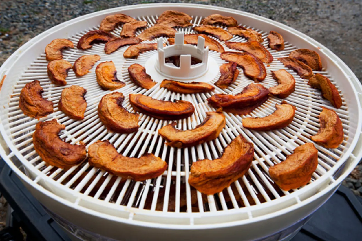Apple slices getting dehydrated using a dehydrator